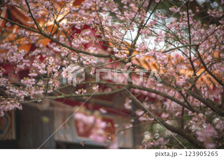 桜 さくら サクラ 123905265