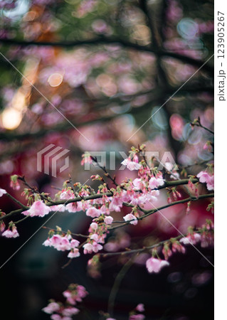 桜 さくら サクラ 123905267