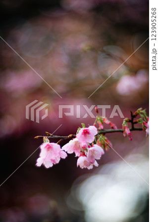 桜 さくら サクラ 123905268