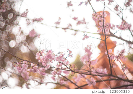桜 さくら サクラ 123905330
