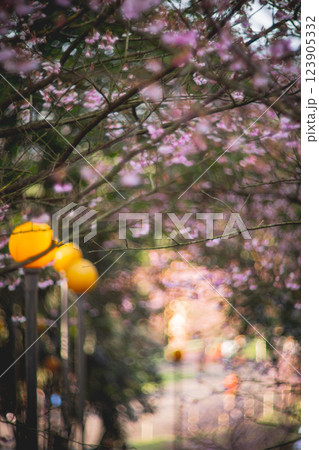 桜 さくら サクラ 123905332