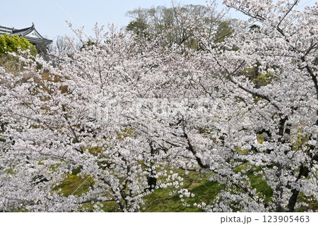 満開の桜が美しい 岡崎城 満開の桜が美しい 岡崎城 123905463