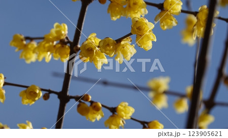 春の訪れを告げるロウバイの花 123905621