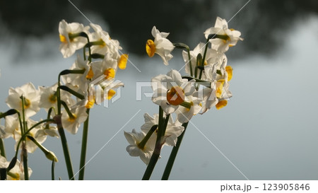 スイセンの花 スイセンの花 123905846