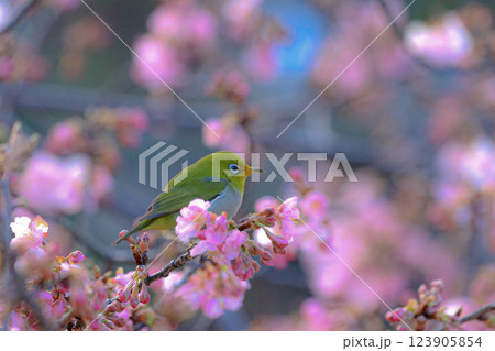 桜とメジロ 123905854
