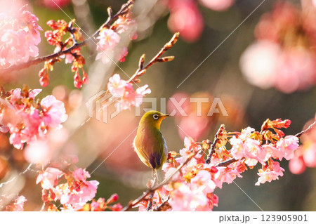 桜とメジロ 123905901