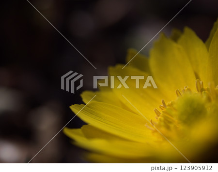 寒い3月に咲き始めた黄色い福寿草(フクジュソウ) 寒い3月に咲き始めた黄色い福寿草(フクジュソウ) 123905912