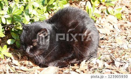 のらねこ のらねこ 123905930