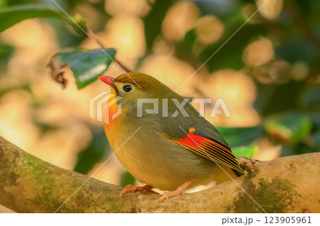 ソウシチョウ ソウシチョウ 123905961