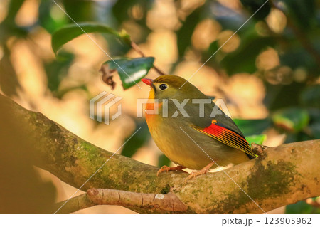 ソウシチョウ 123905962