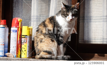 のらねこ 123906001