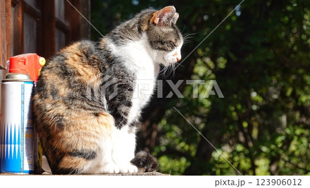 のらねこ 123906012