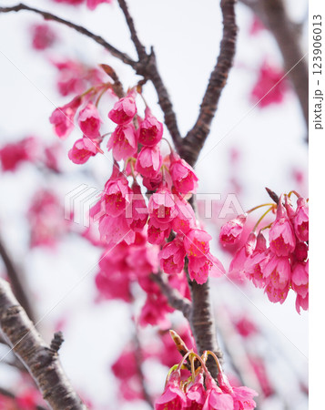 カンヒザクラ　ヒカンザクラ 123906013