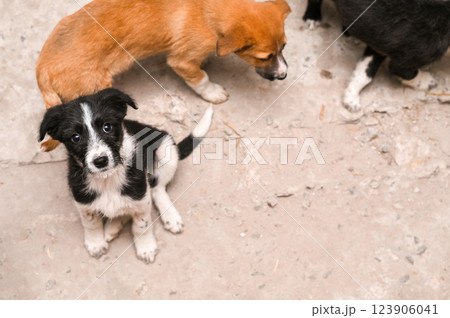 A group of adorable mongrel puppies play together, their playful and curious nature shining through. lovable mixed-breed dogs, perfect for themes of cuteness and animal companionship A group of adorable mongrel puppies play together, their playful and curious nature shining through. lovable mixed-breed dogs, perfect for themes of cuteness and animal companionship 123906041