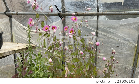 ローダンセの花がハウスの中で成長し開花 123906105