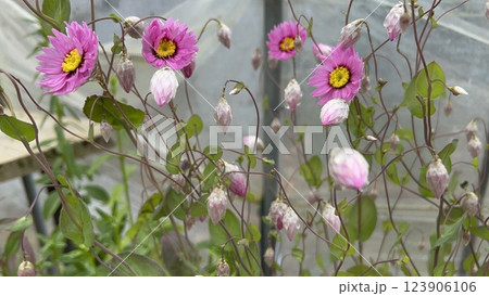 ローダンセの花がハウスの中で成長し開花 123906106