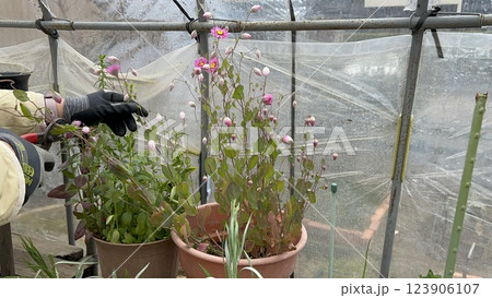 ローダンセの花がハウスの中で成長し開花 ローダンセの花がハウスの中で成長し開花 123906107