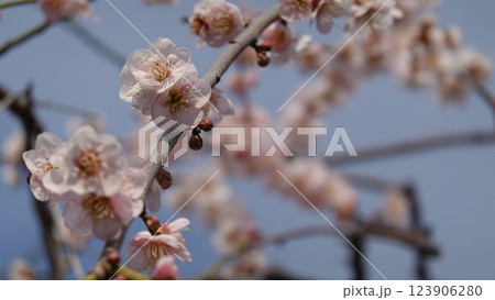 春を告げる梅の花 123906280