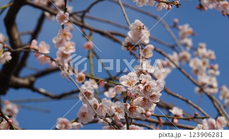 春を告げる梅の花 123906281