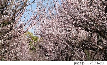 春を告げる梅の花 春を告げる梅の花 123906284