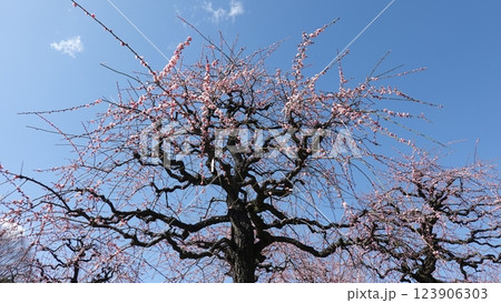 春を告げる梅の花 春を告げる梅の花 123906303
