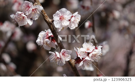 春を告げる梅の花 123906325