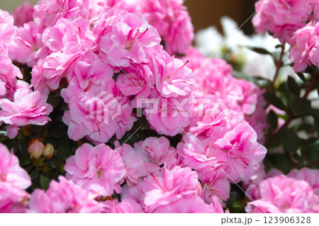 ピンク色のアザレア　あやとり(新潟) 123906328