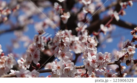 春を告げる梅の花 春を告げる梅の花 123906329