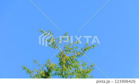 青空に伸びる木の枝 123906426