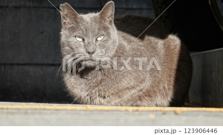 のらねこ のらねこ 123906446