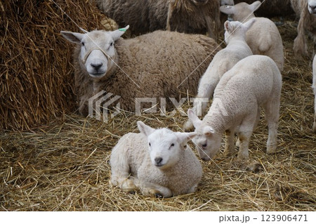 羊の親子 123906471