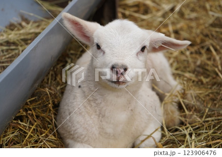 羊の赤ちゃん 123906476