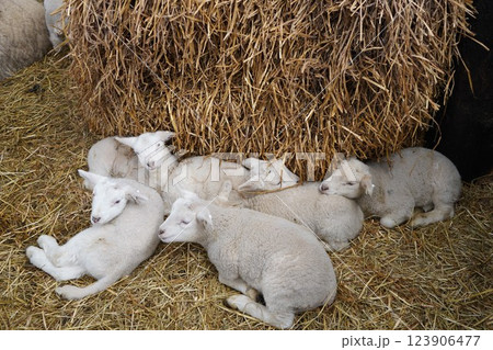 羊の赤ちゃん 123906477