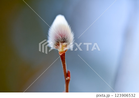 春を待つネコヤナギ 123906532