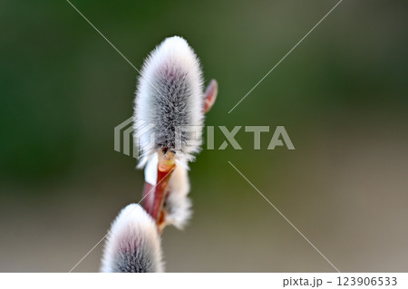 春を待つネコヤナギ 春を待つネコヤナギ 123906533