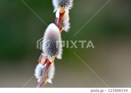 春を待つネコヤナギ 123906534