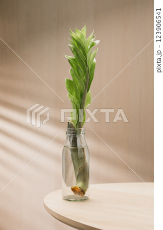 Propagation of ZZ plants or Zamioculcas zamiifolia via cuttings in clean water. 123906541