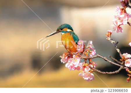 カワセミ 123906650