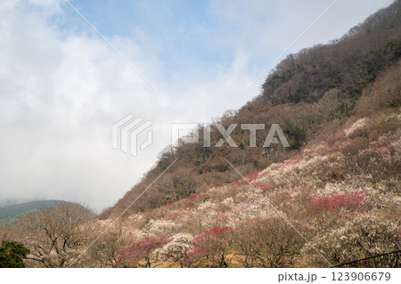 (神奈川県)湯河原梅林 梅の宴 (神奈川県)湯河原梅林 梅の宴 123906679