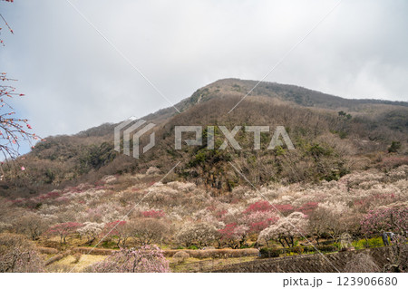 (神奈川県)湯河原梅林 梅の宴 (神奈川県)湯河原梅林 梅の宴 123906680