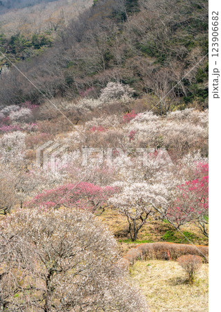 (神奈川県)湯河原梅林 梅の宴 (神奈川県)湯河原梅林 梅の宴 123906682