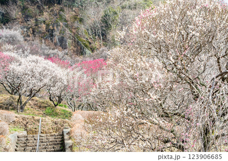 (神奈川県)湯河原梅林 梅の宴 (神奈川県)湯河原梅林 梅の宴 123906685
