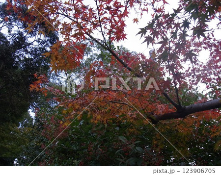 秋の古都・京の都・京都 秋の古都・京の都・京都 123906705