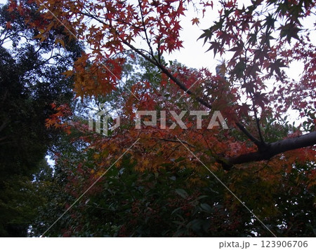 秋の古都・京の都・京都 秋の古都・京の都・京都 123906706