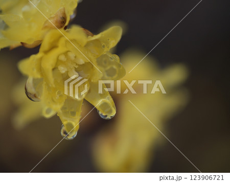 雨が降った3月に咲いた素心蝋梅（ソシンロウバイ） 123906721