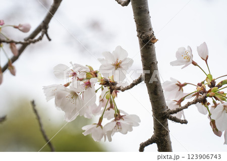 美しい桜の花 123906743