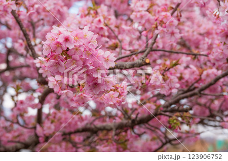 満開の河津桜　ピンク色の綺麗な花びら　おおいゆめの里 123906752