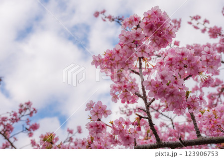 満開の河津桜　ピンク色の綺麗な花びら　おおいゆめの里 123906753