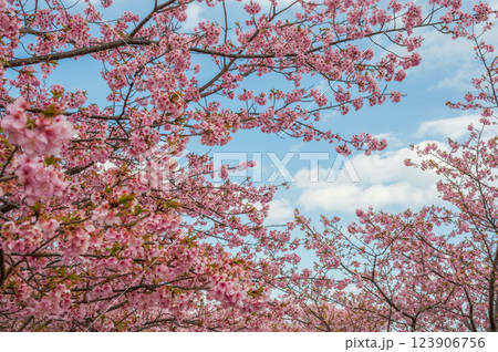 満開の河津桜　ピンク色の綺麗な花びら　おおいゆめの里 123906756