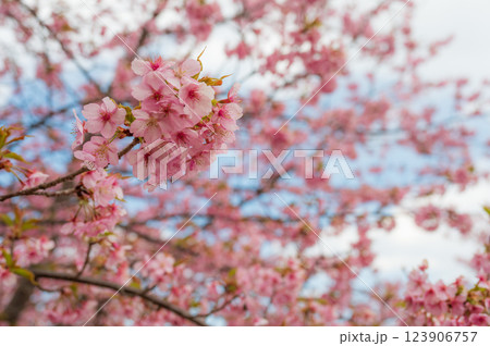 満開の河津桜　ピンク色の綺麗な花びら　おおいゆめの里 123906757